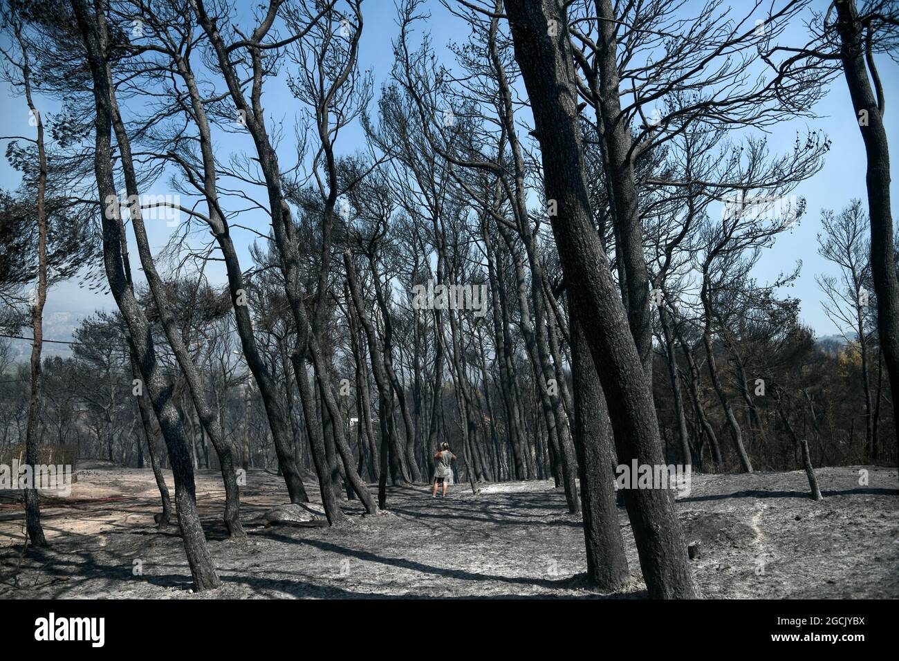 des arbres brûlés après un incendie dans la forêt de conifères Banque D'Images