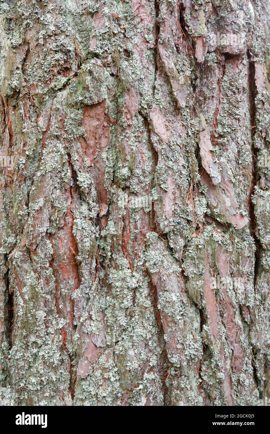 botany, tourillon de pin écossais, Pinus sylvestris, NON-EXCLUSIVE-UTILISATION POUR CARTE-DE-VŒUX-PLIANTE-CARTE-POSTALE-UTILISATION Banque D'Images