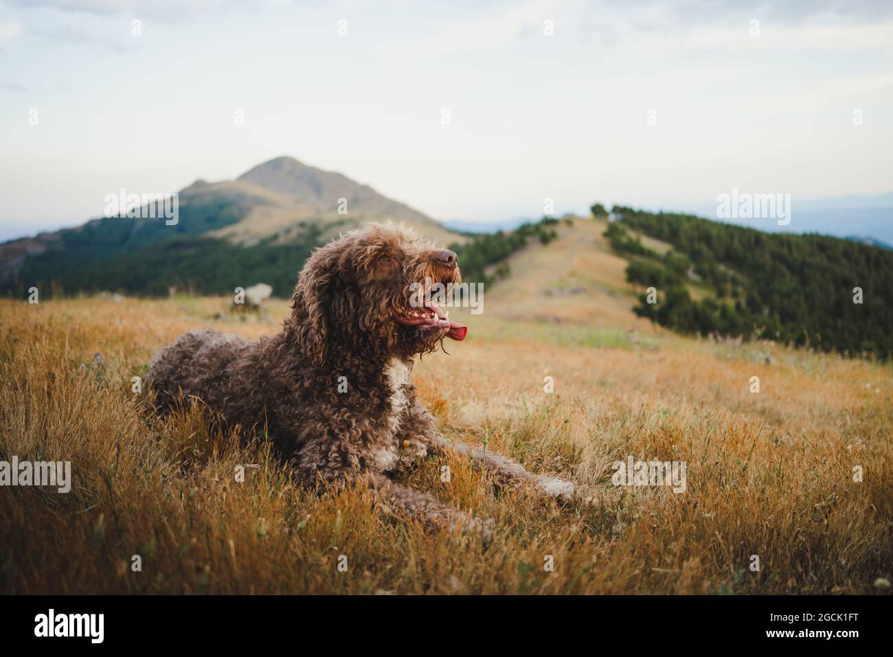 Joli chien de Labradoodle avec fourrure blanche et brune, assis avec la langue sur la colline dans les hautes terres Banque D'Images