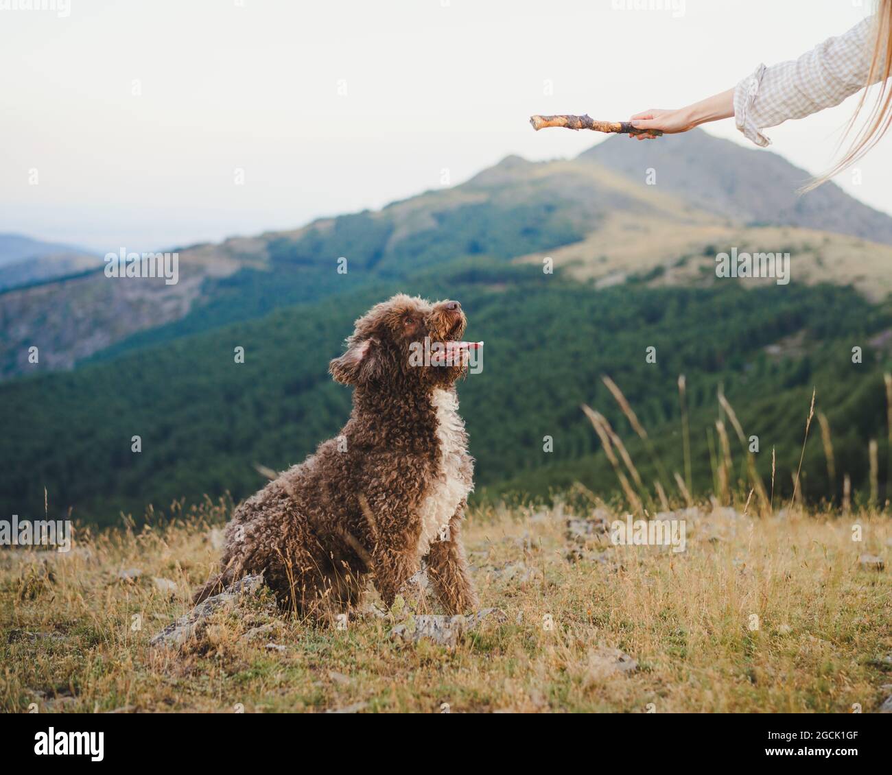 Joli chien de Labradoodle avec fourrure blanche et brune, assis avec la langue sur la colline dans les hautes terres Banque D'Images