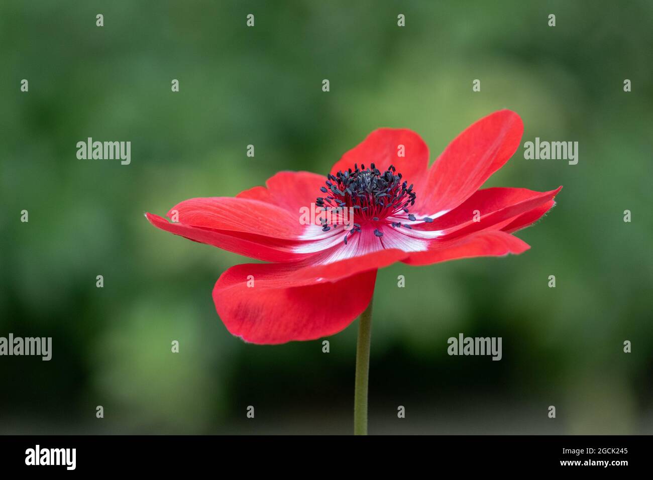 Une seule anémone rouge de caen en gros plan. Banque D'Images