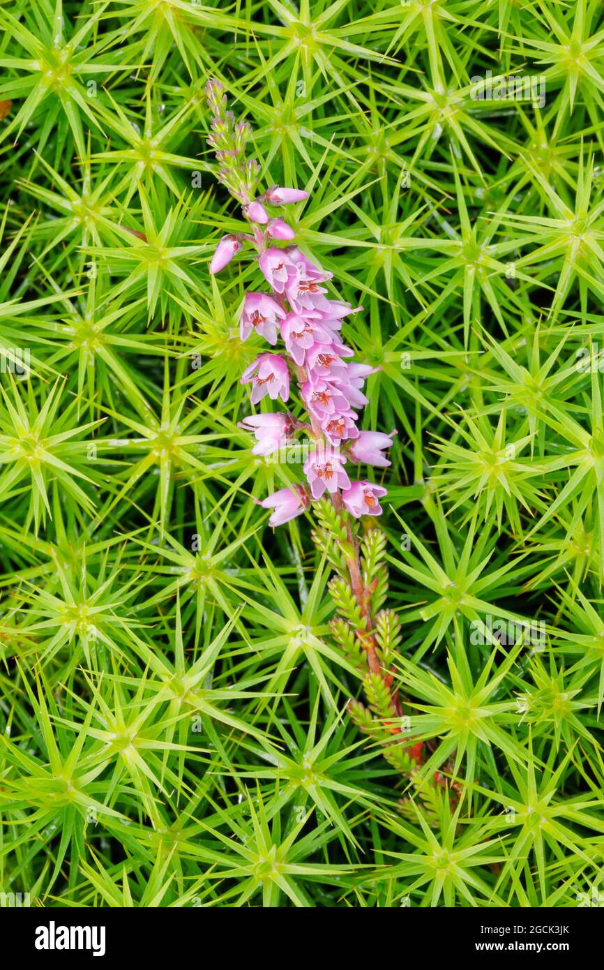 botany, Heidenbluete et mousse de coiffures, NON-EXCLUSIVE-UTILISATION POUR CARTE-DE-VŒUX-PLIANTE-CARTE-POSTALE-UTILISATION Banque D'Images
