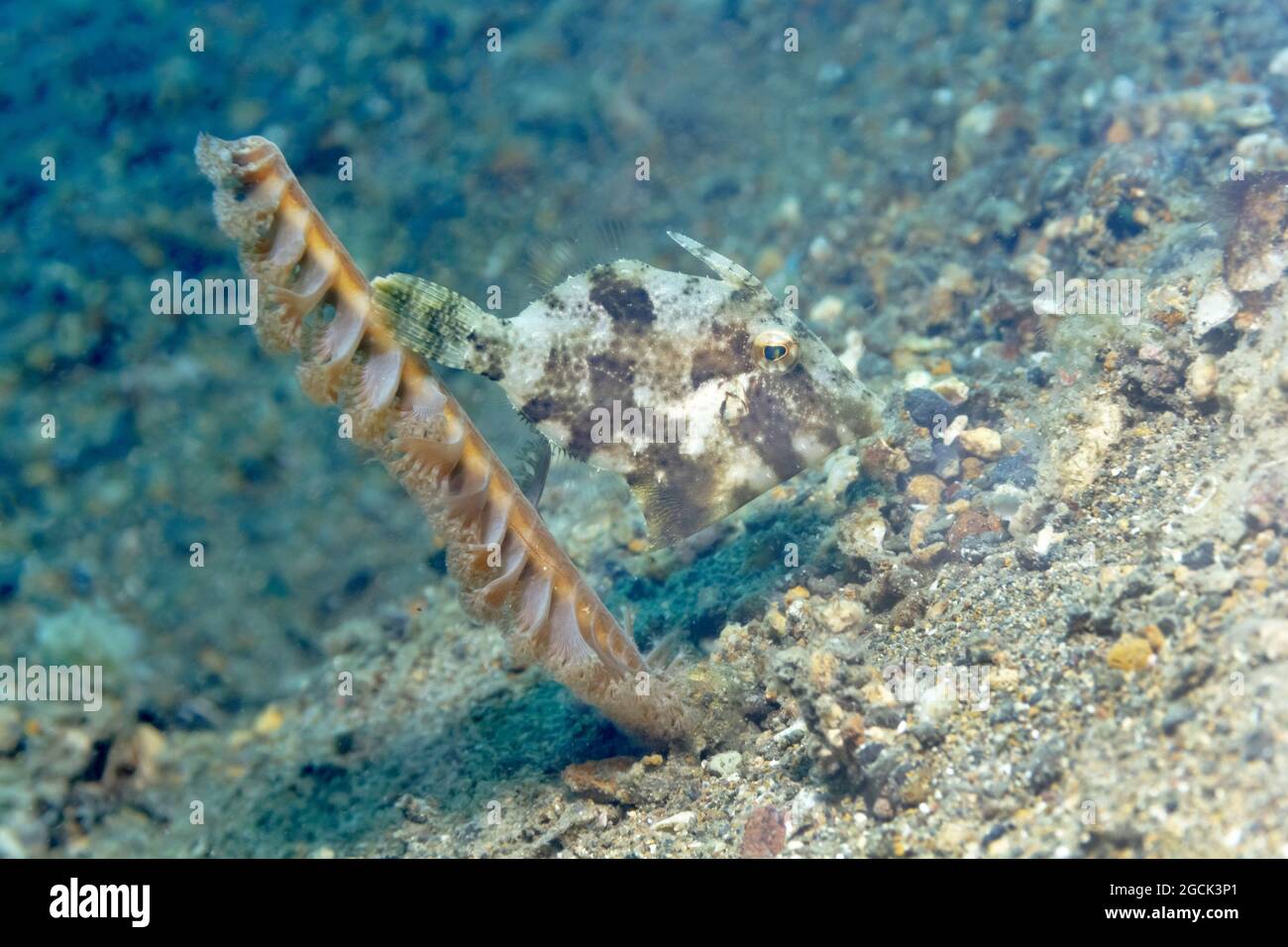 Gros plan de petits Acreichthys tomentosus ou de corégone en soie nageant parmi les coraux près des fonds marins dans les eaux tropicales Banque D'Images