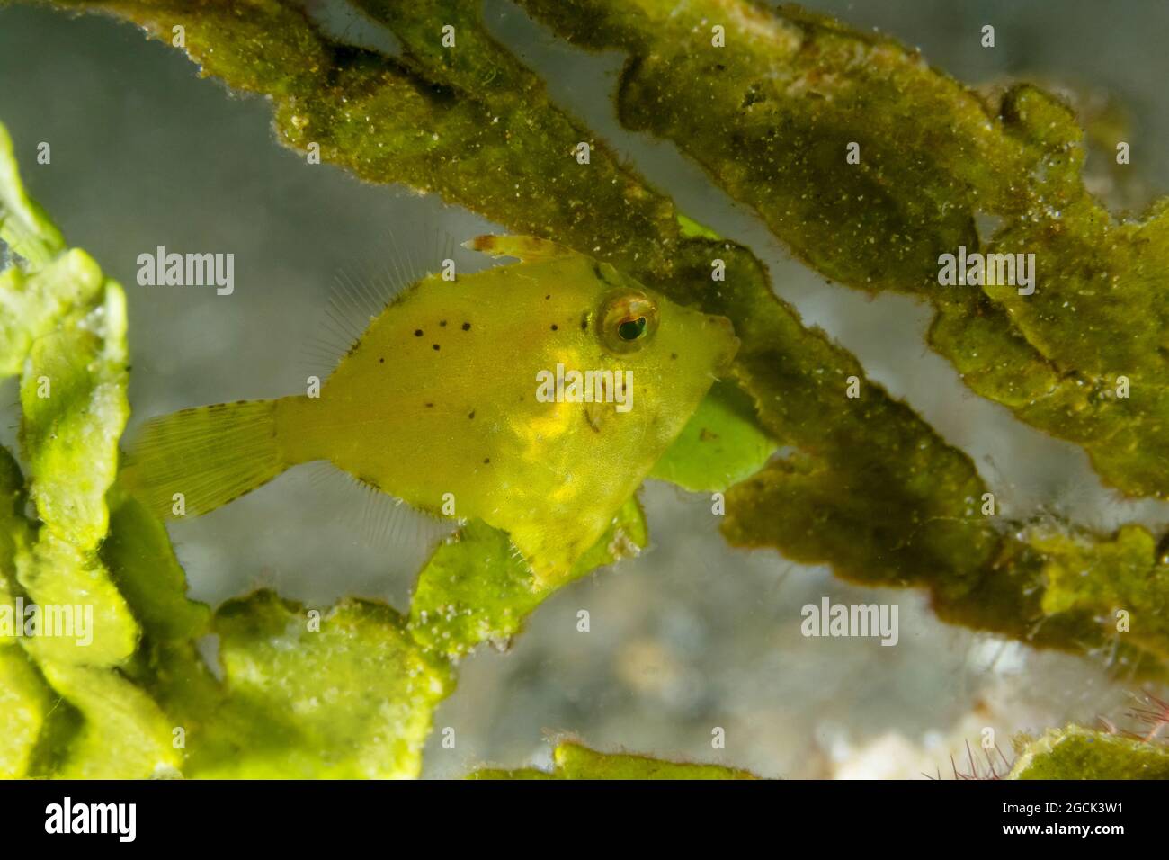 Gros plan d'un petit Acreichthys tomentosus jaune ou d'un corégone en soie nageant parmi les coraux près des fonds marins dans les eaux tropicales Banque D'Images