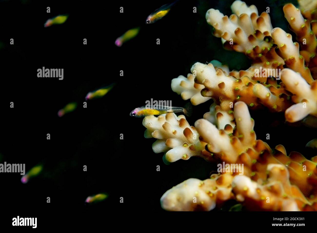 Petits poissons marins colorés Bryaninops natans ou Redeye goby nageant dans l'eau sombre et profonde de l'océan tropical avec des récifs coralliens Banque D'Images