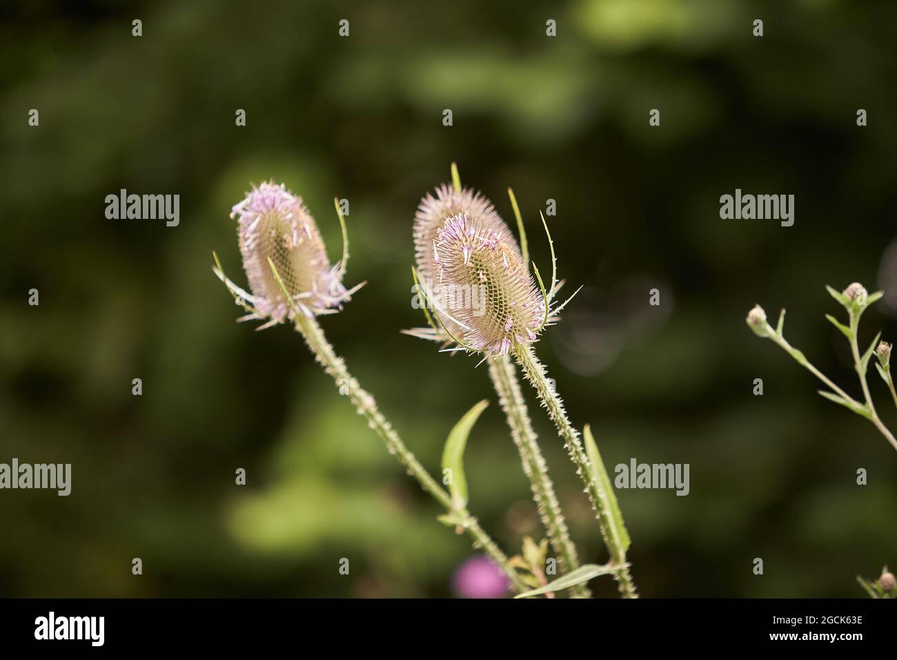 Cuillère à café sauvage - Dipsacus fullonum, Wilde Karde, herbe, gros plan. Jeune plante commune de thé en fleur. Banque D'Images