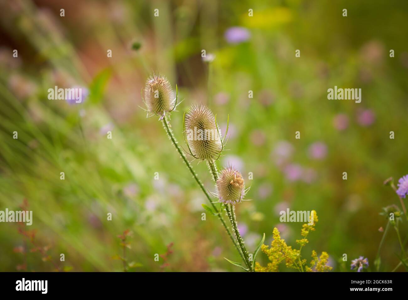 Cuillère à café sauvage - Dipsacus fullonum, Wilde Karde, herbe, gros plan. Jeune plante commune de thé en fleur. Banque D'Images