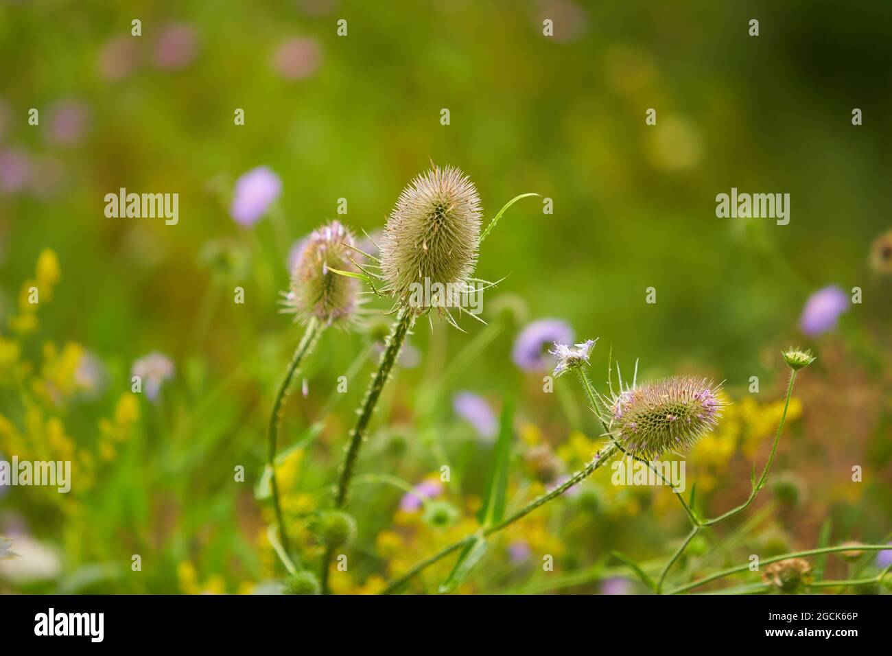 Cuillère à café sauvage - Dipsacus fullonum, Wilde Karde, herbe, gros plan. Jeune plante commune de thé en fleur. Banque D'Images