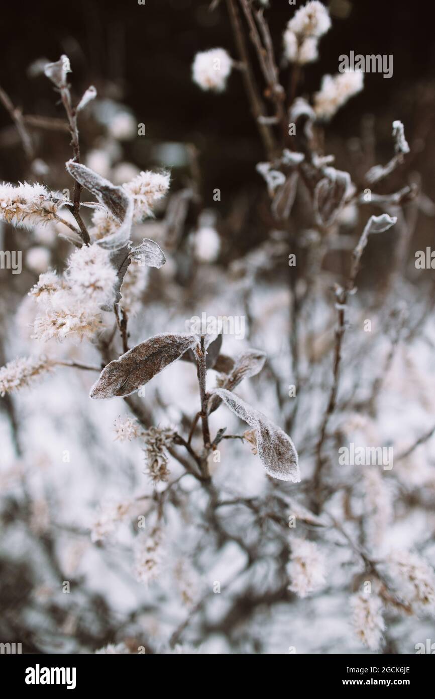 Des brindilles délicates de plantes naturelles avec des feuilles et des fleurs congelées qui poussent le jour de l'hiver dans la campagne Banque D'Images