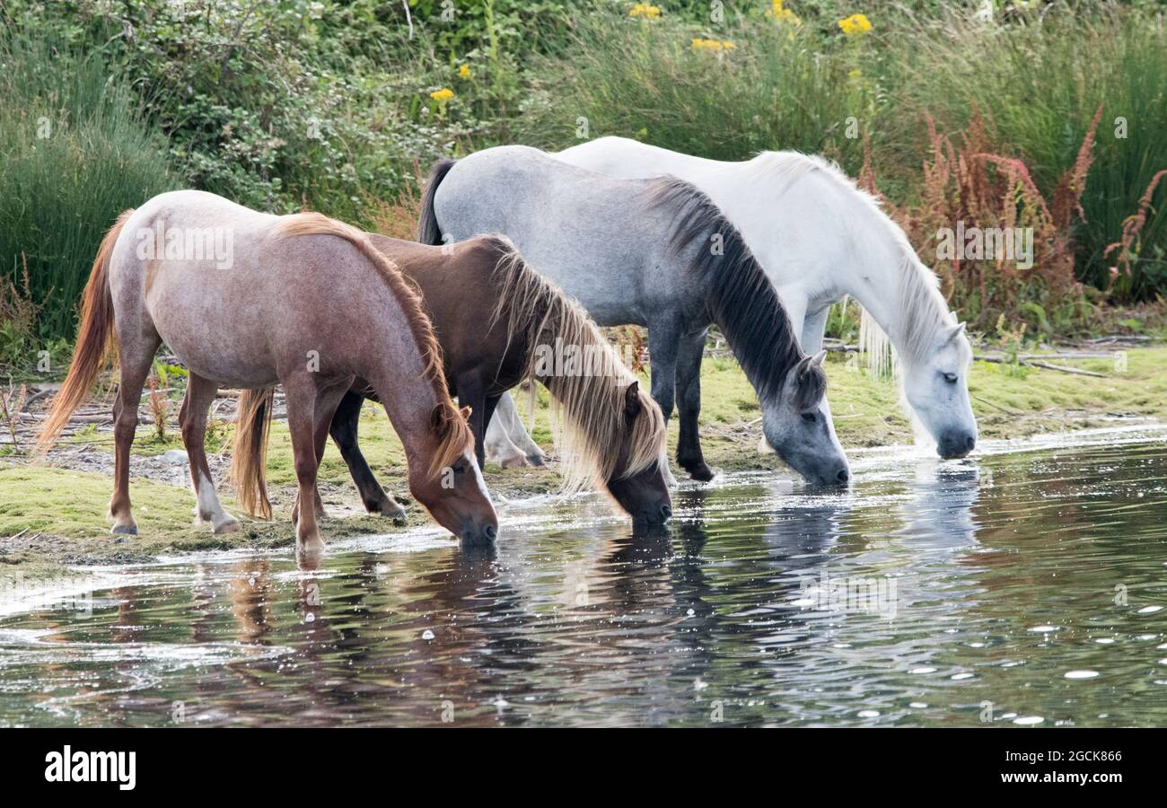 Troupeau de poneys de Carneddau Banque D'Images