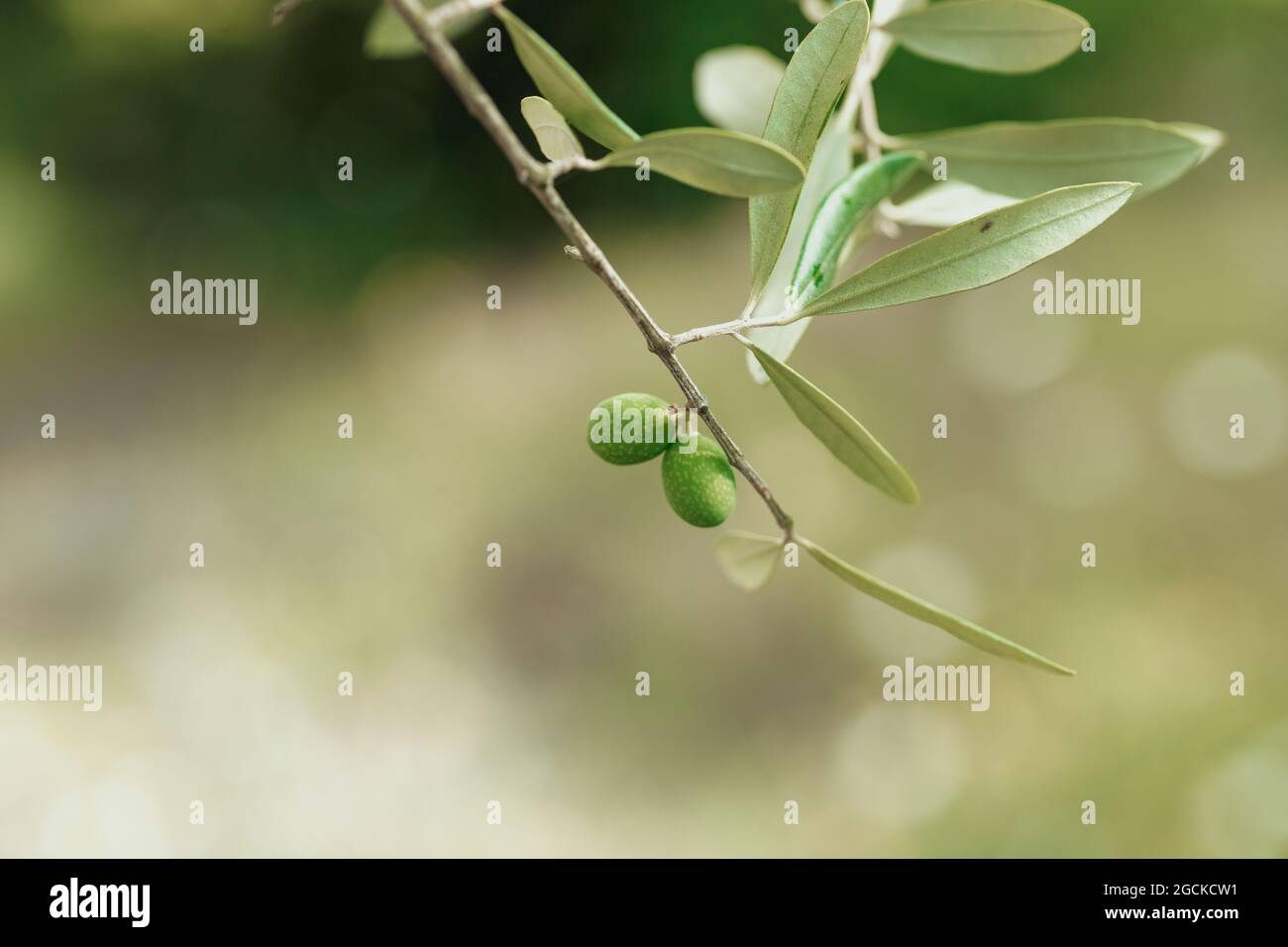 Gros plan de fruits d'olive verts sur une branche d'olivier lors d'une belle journée d'été. Banque D'Images