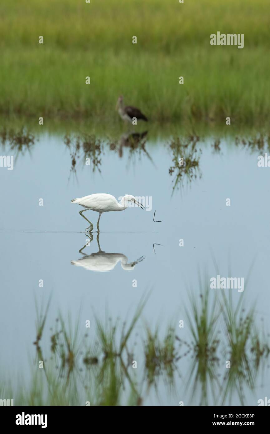 Le petit héron bleu immature (Egretta caerulea) passe à travers l'eau fixe de l'estuaire et se reflète dans celle-ci à la recherche de nourriture. Banque D'Images