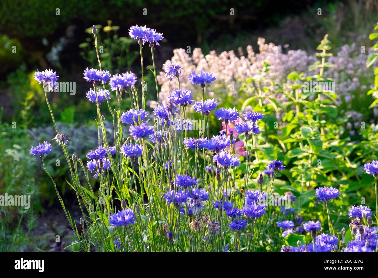 Bleuets bleus (Centaurea cyanus) en fleurs dans un jardin de campagne frontière herbacée en été Carmarthenshire Wales UK Grande-Bretagne KATHY DEWITT Banque D'Images