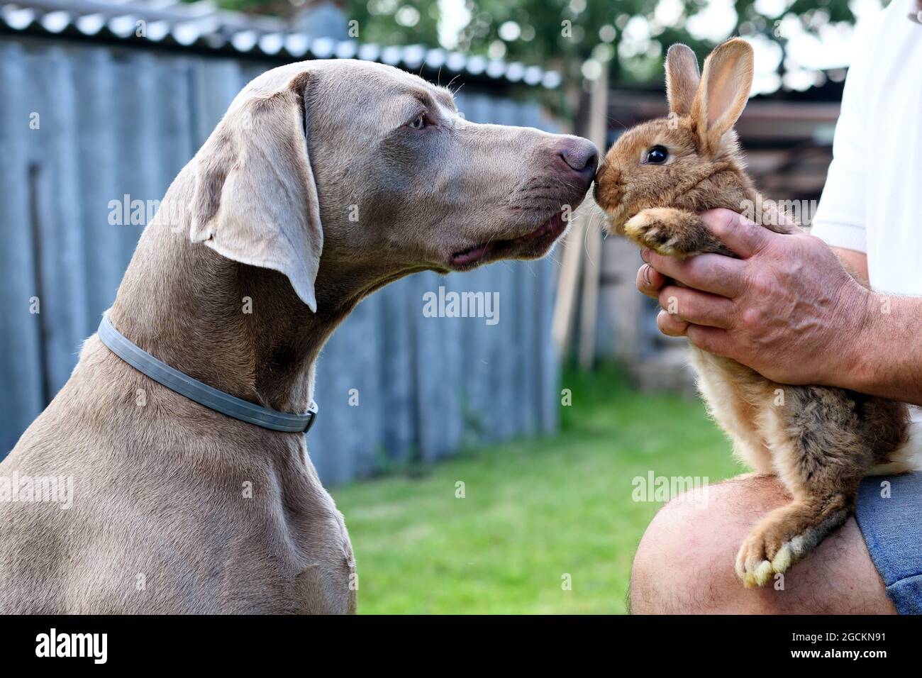 Le chien Weimaraner obéissant au portrait en profil avec le lapin. Banque D'Images