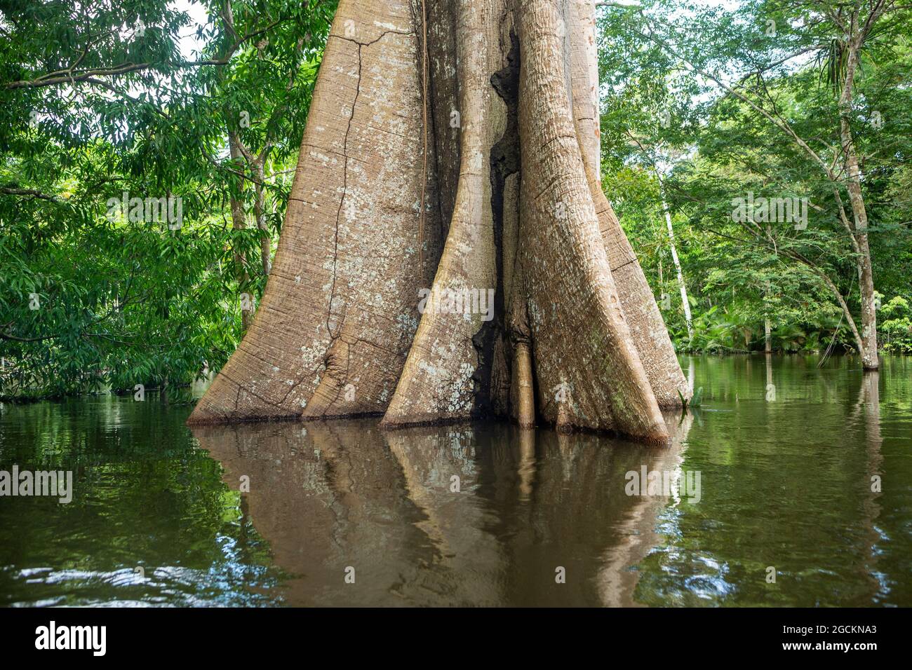 L'arbre géant Sumauma ou Kapok, Ceiba pentandra, au cours des eaux inondées de la rivière Amazonas dans la forêt amazonienne. Concept de biodiversité. Banque D'Images