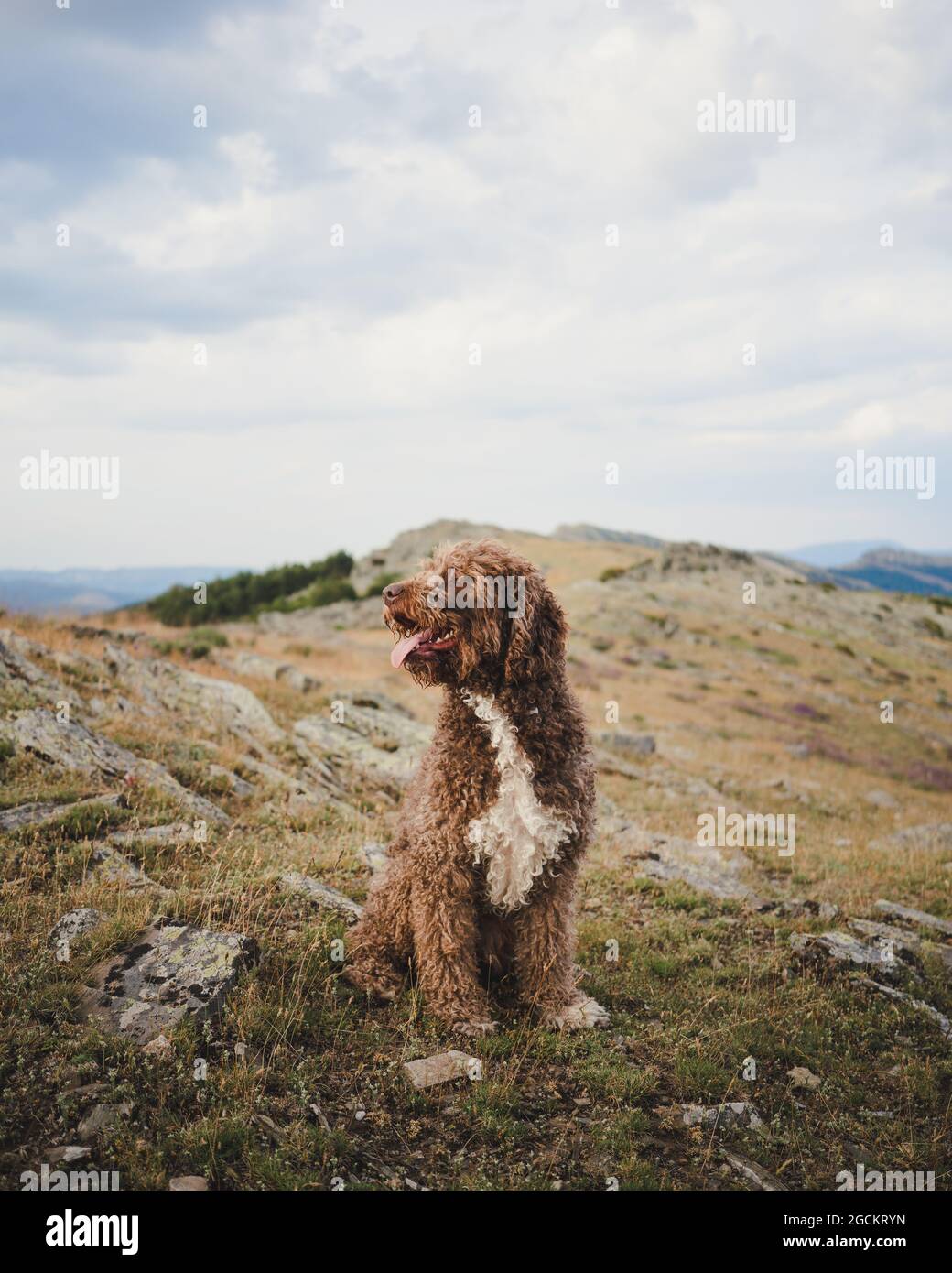 Joli chien de Labradoodle avec fourrure blanche et brune, assis avec la langue sur la colline dans les hautes terres Banque D'Images