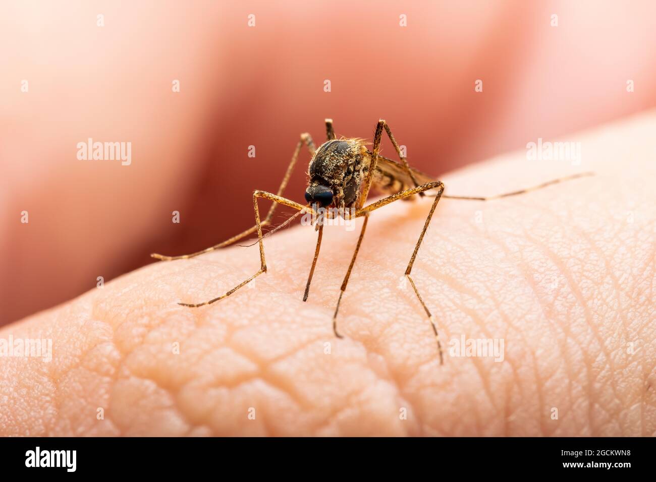 Piqûre de moustique infectée par le paludisme. Leishmaniose, encéphalite, fièvre jaune, dengue, maladie du paludisme, Mayaro ou virus Zika infectieux Culex Mosquito par Banque D'Images