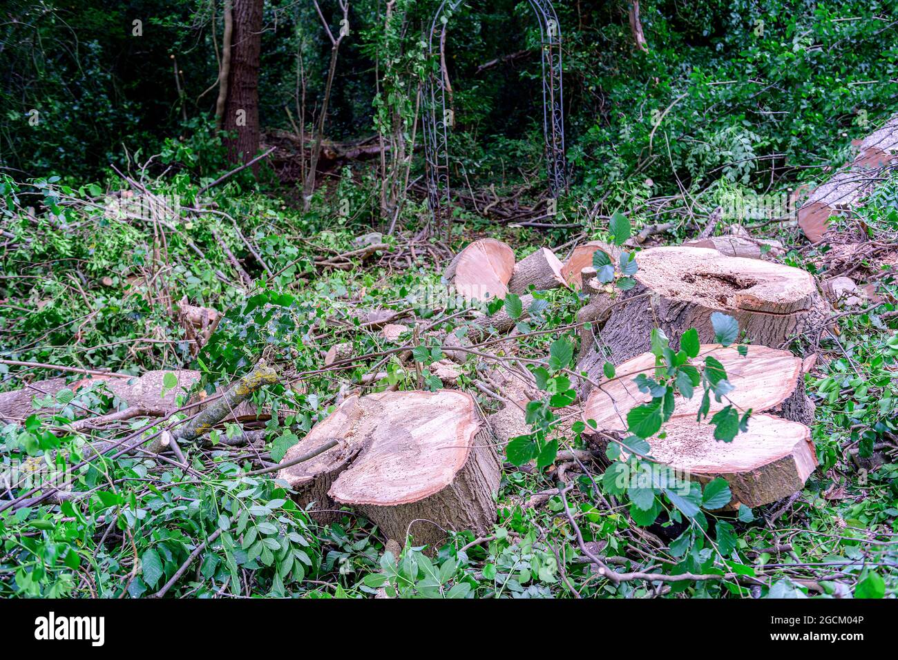 Les rondins et les restes de bosse d'un arbre de cendre coupé s'est abattu à cause du dépérissement des cendres et de la pourriture du bois de coeur Banque D'Images