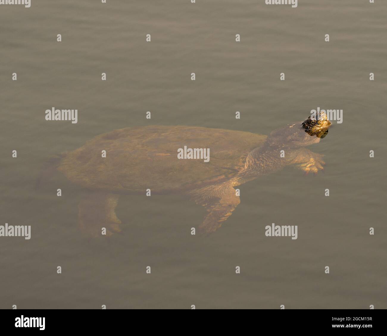 Tortue en gros plan dans l'eau brumeuse avec sa tête hors de l'eau dans son environnement et son habitat environnant. Image. Image. Portrait. Banque D'Images