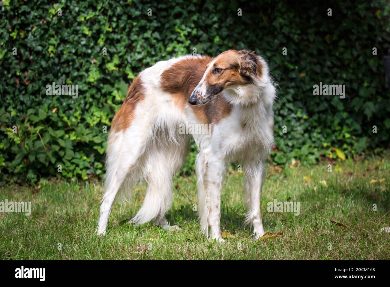 Borzoï, Sighthound russe de chasse Banque D'Images
