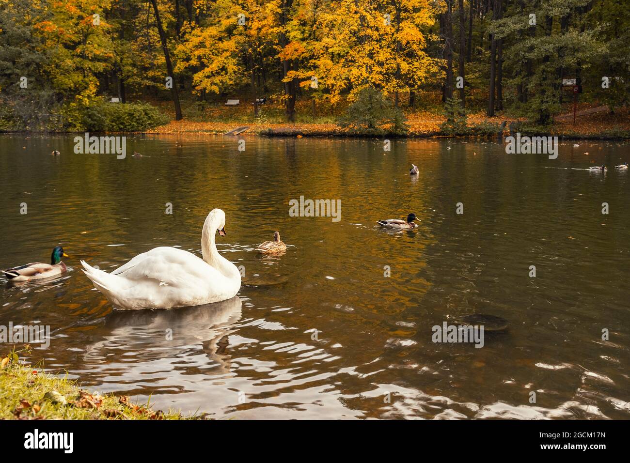 Cygne blanc sur l'étang dans le parc Tsaristyno le jour de l'automne. Moscou. Russie Banque D'Images