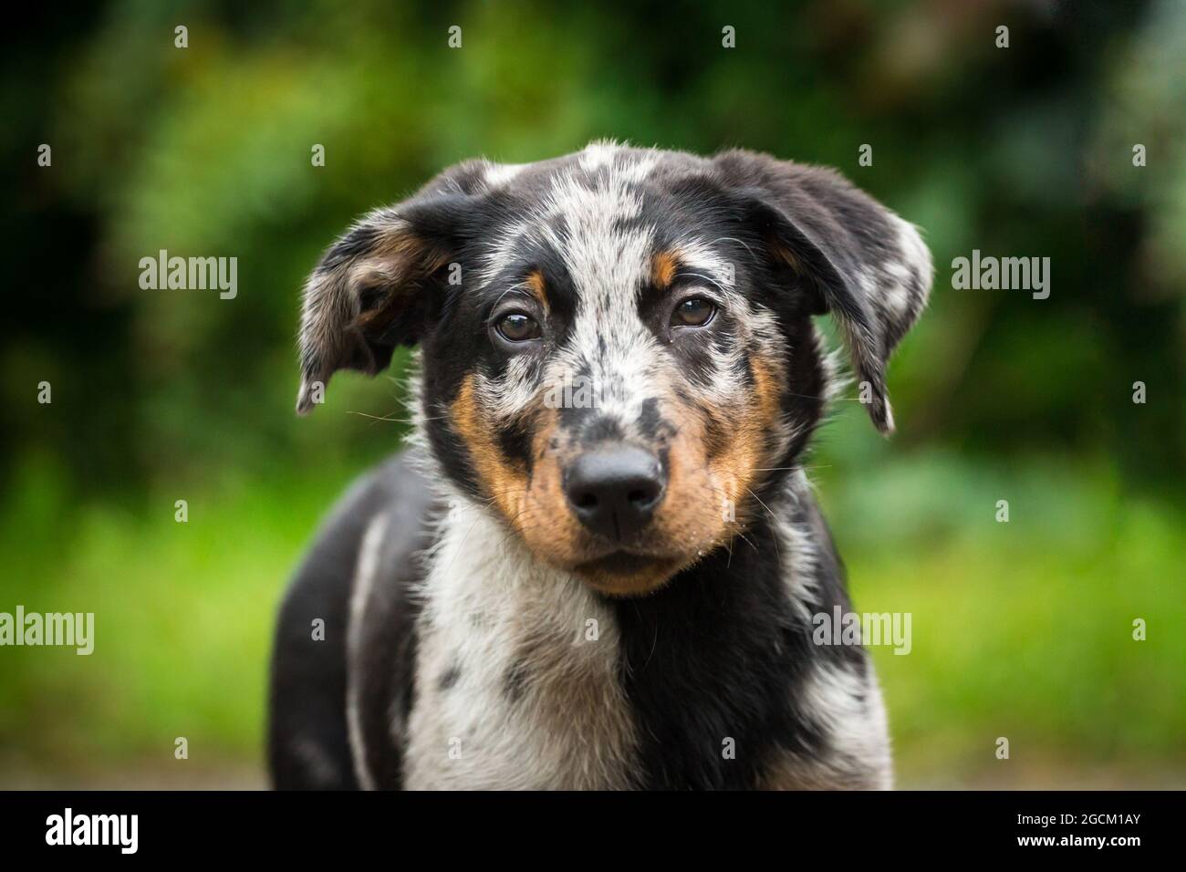 Blue merle (harlekin) chiot Beauceron Banque D'Images