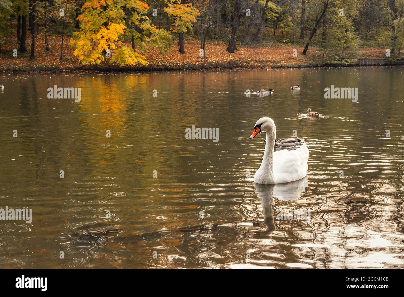 Cygne blanc sur l'étang dans le parc Tsaristyno le jour de l'automne. Moscou. Russie Banque D'Images