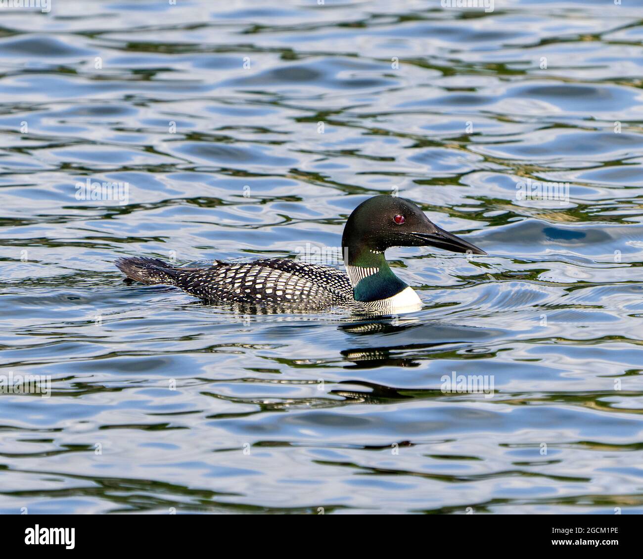 La femelle de Loon commune nage avec un plan d'eau et un arrière-plan flous dans son environnement et son habitat environnant. Image. Portrait. Image. Banque D'Images La femelle de Loon commune nage avec un plan d'eau et un arrière-plan flous dans son environnement et son habitat environnant. Image. Portrait. Image. Banque D'Images