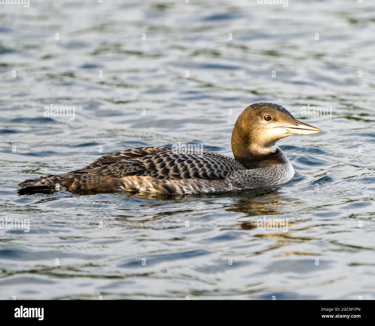 Loon commun jeune oiseau immature nage en gros plan dans son environnement et son habitat entourant, montrant son plumage de plumes d'étape en pleine croissance. Juvénile Banque D'Images Loon commun jeune oiseau immature nage en gros plan dans son environnement et son habitat entourant, montrant son plumage de plumes d'étape en pleine croissance. Juvénile Banque D'Images