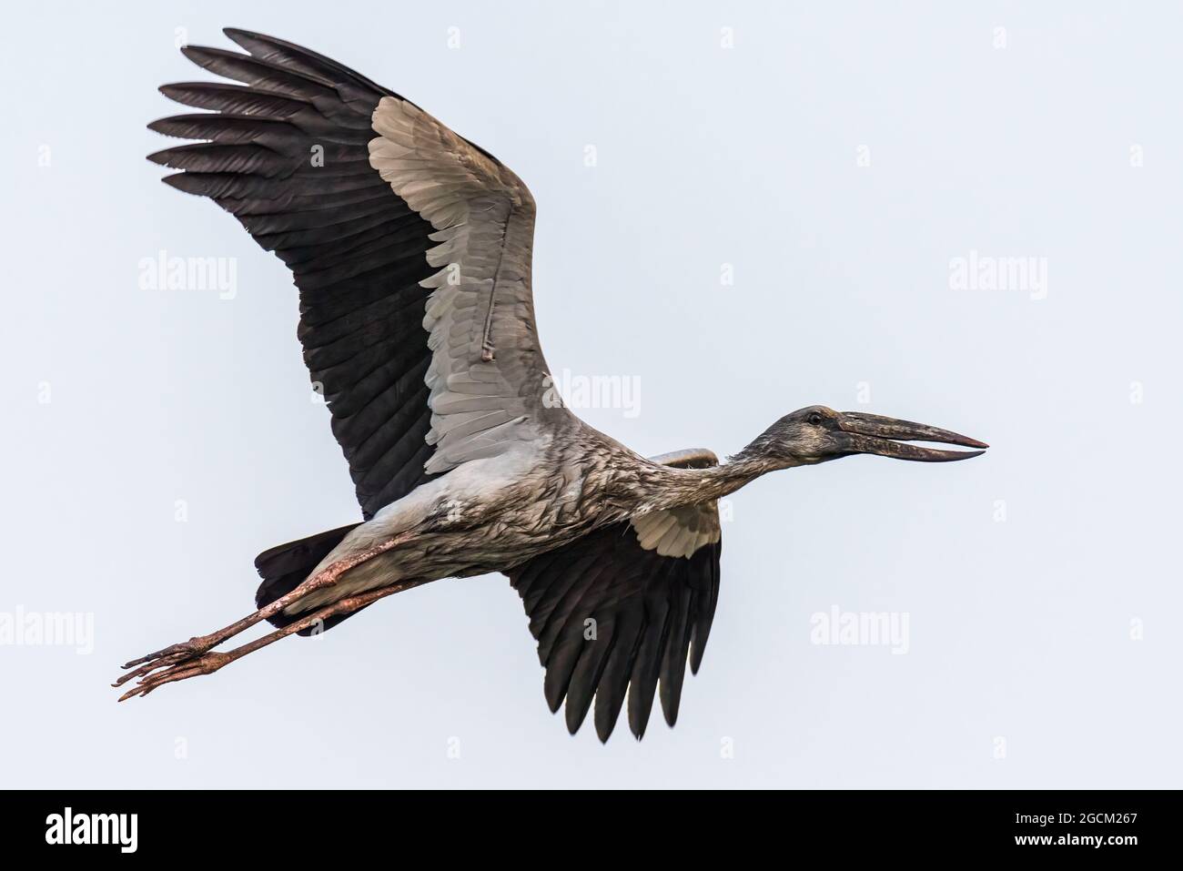 Cigogne à bec ouvert ou facture asiatique ouverte (Anastomus oscitans) Banque D'Images
