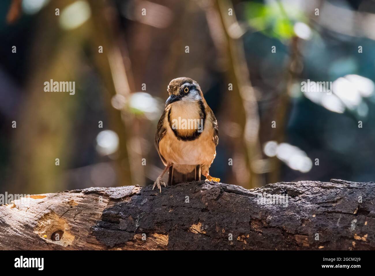 Bel oiseau Grand Necklined Laughingthrush (Garrulax pectoralis) perching sur branche dans la forêt, Thaïlande Banque D'Images