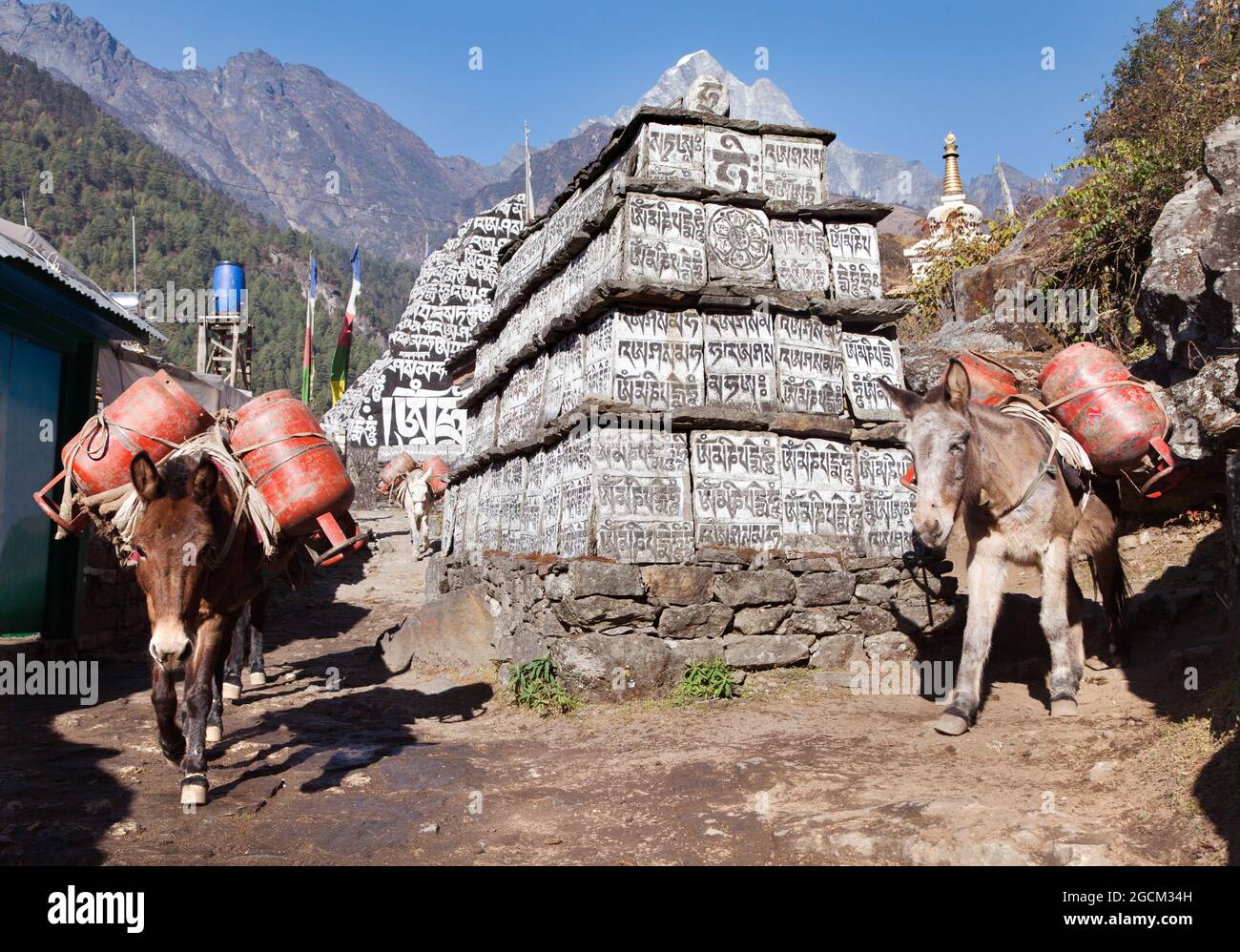 Caravane de mules avec bouteilles de gaz sur le chemin du camp de base de l'Everest, mur de prière avec des symboles bouddhistes, Trek de Lukla à Namche Bazar, vallée de Khumbu Banque D'Images