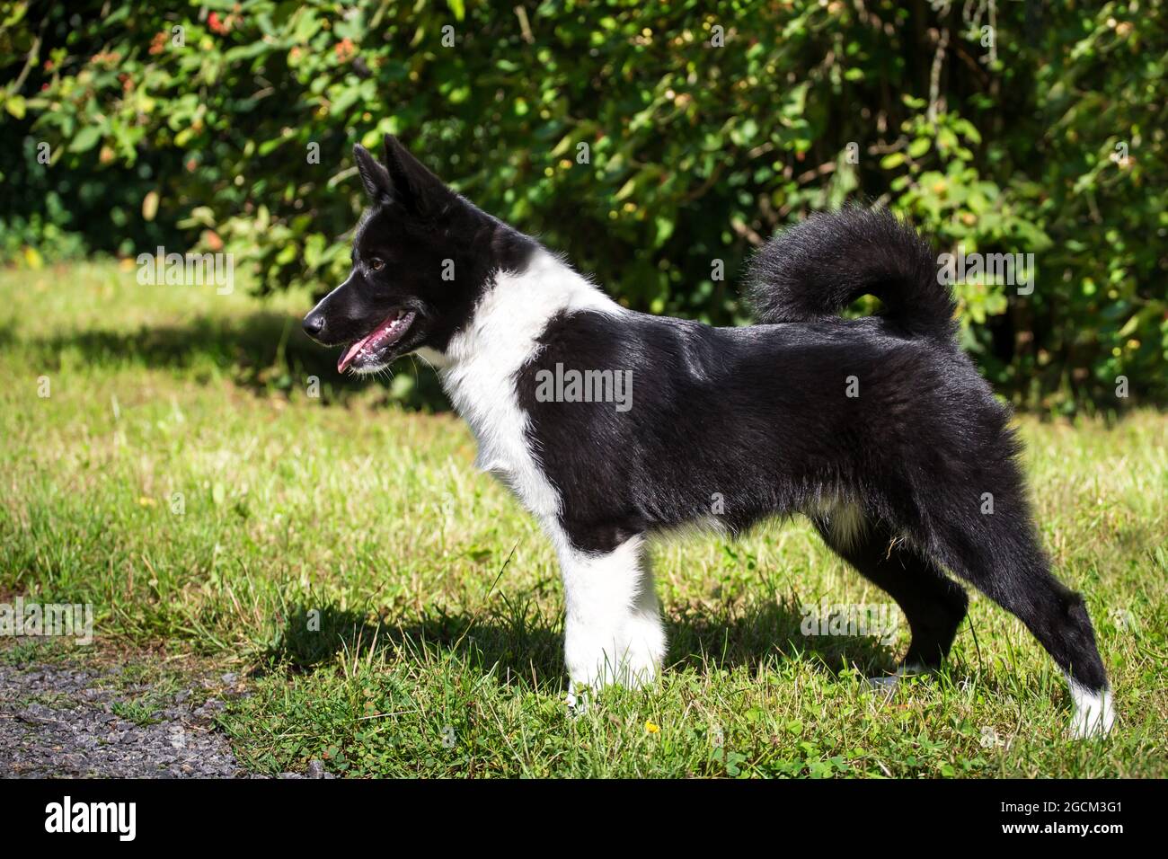 Chien d'ours Karelian, 4 mois Banque D'Images