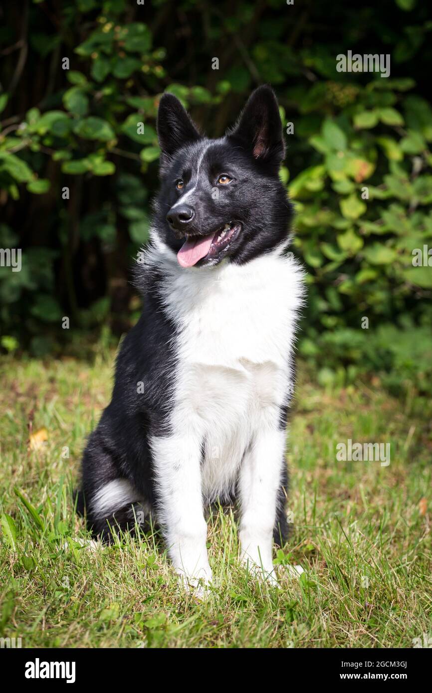 Chien d'ours Karelian, 4 mois Banque D'Images