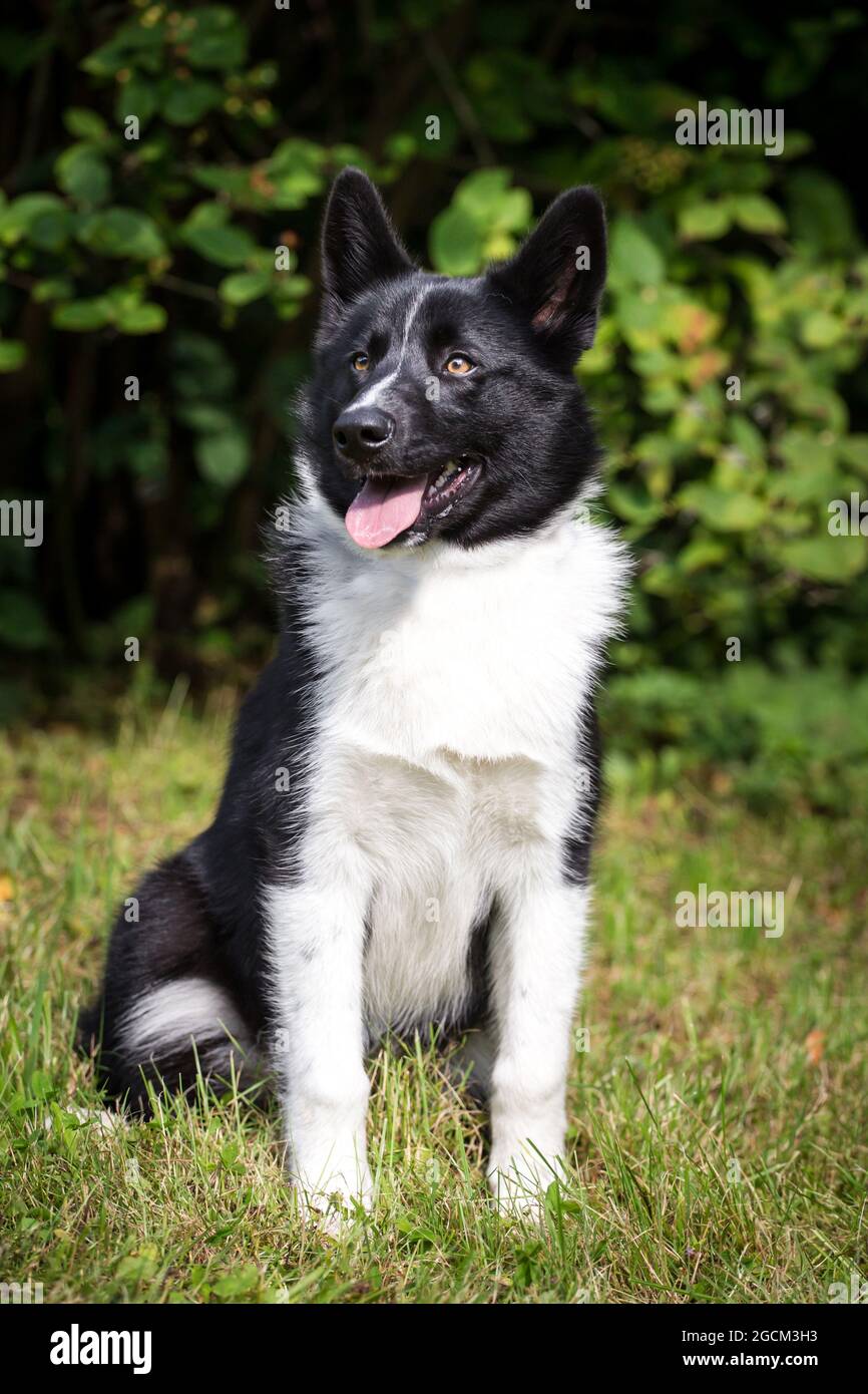 Chien d'ours Karelian, 4 mois Banque D'Images
