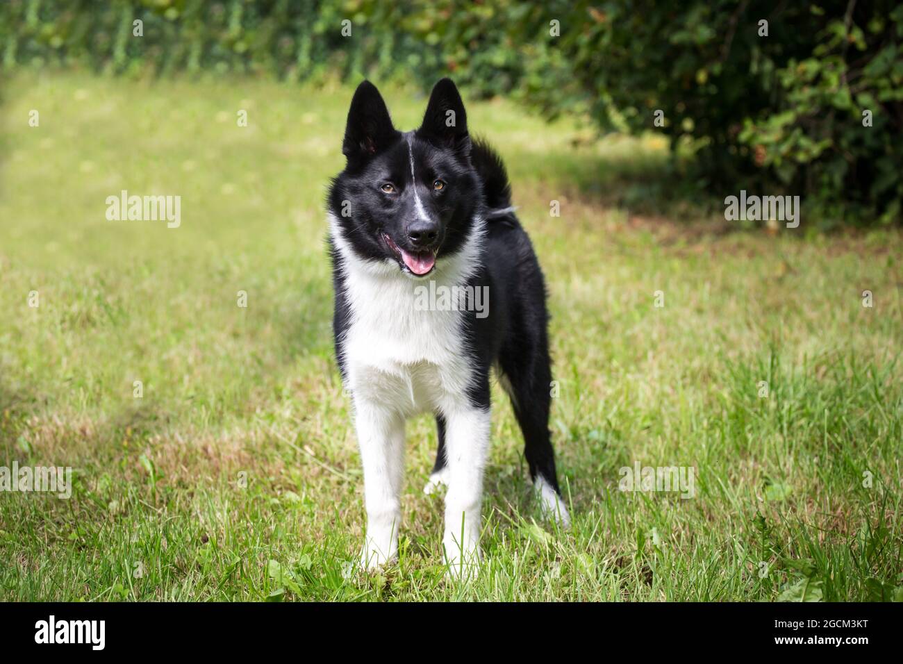 Chien d'ours Karelian, 4 mois Banque D'Images
