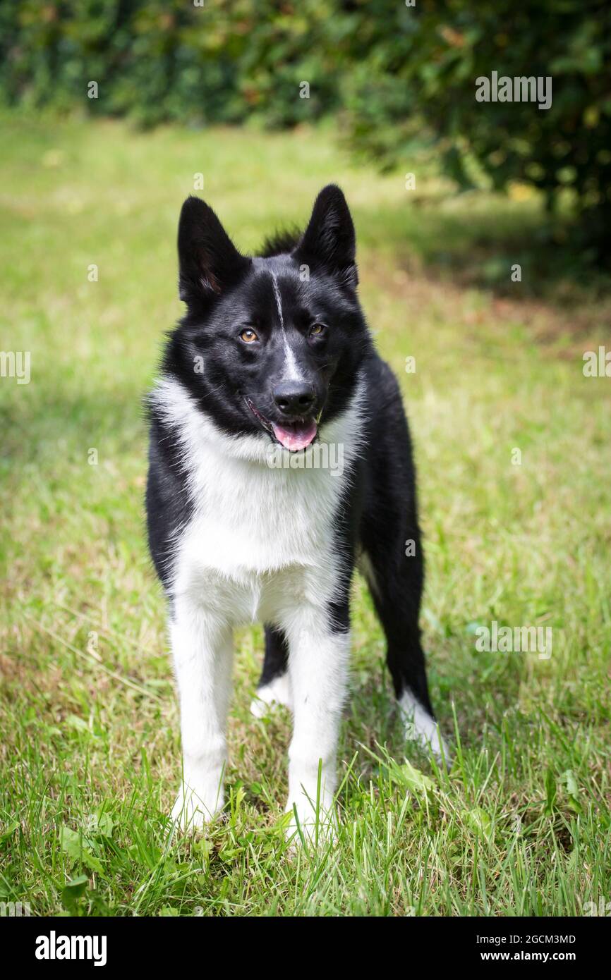 Chien d'ours Karelian, 4 mois Banque D'Images
