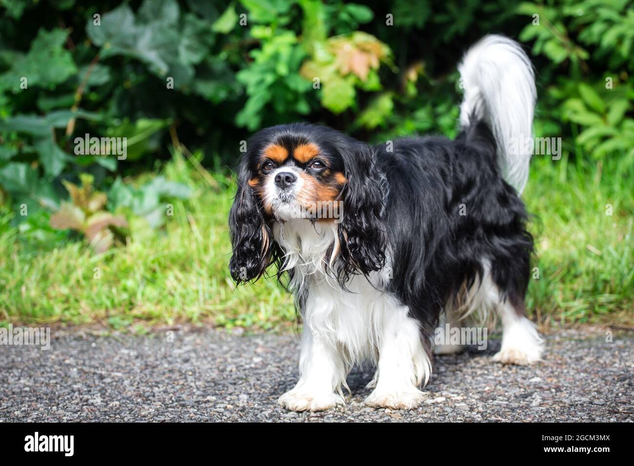 King Charles Spaniel, Anglais Toy Spaniel Banque D'Images