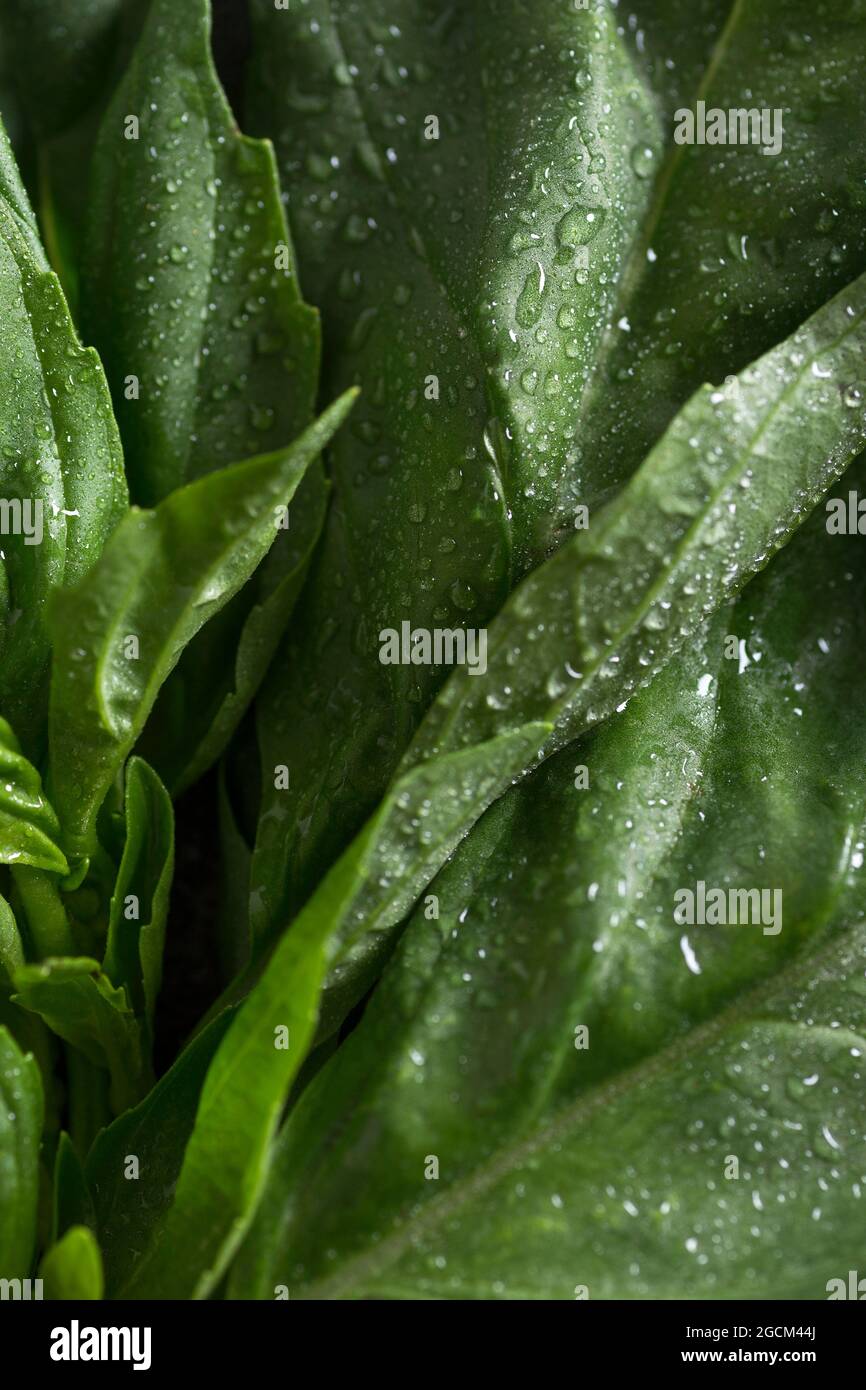 Gros plan sur les feuilles de basilic frais recouvertes de gouttes d'eau Banque D'Images
