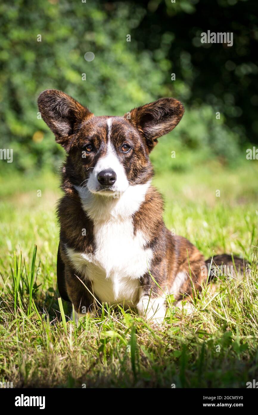 Gilet Kindle Welsh Corgi, 6 mois Banque D'Images