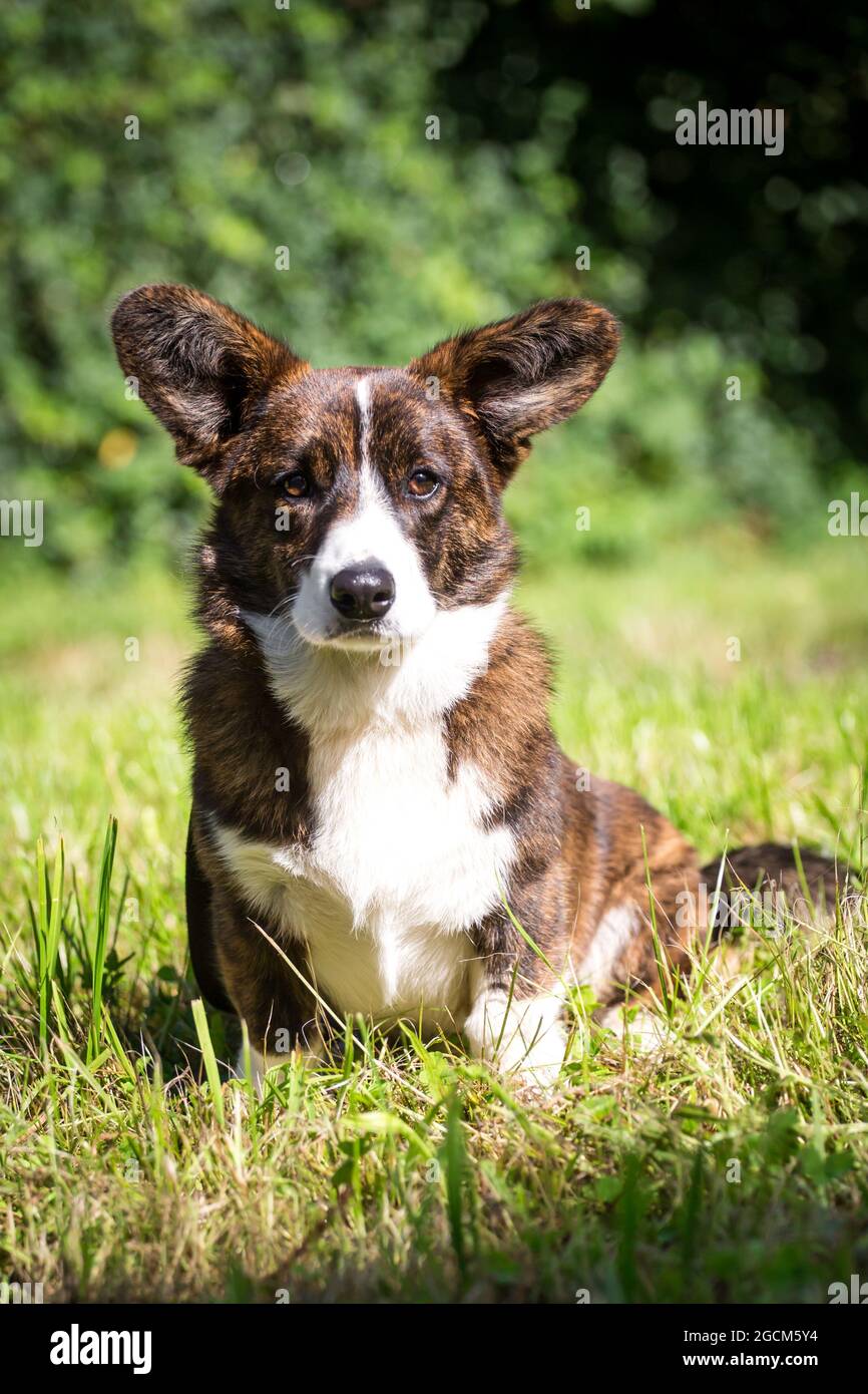 Gilet Kindle Welsh Corgi, 6 mois Banque D'Images