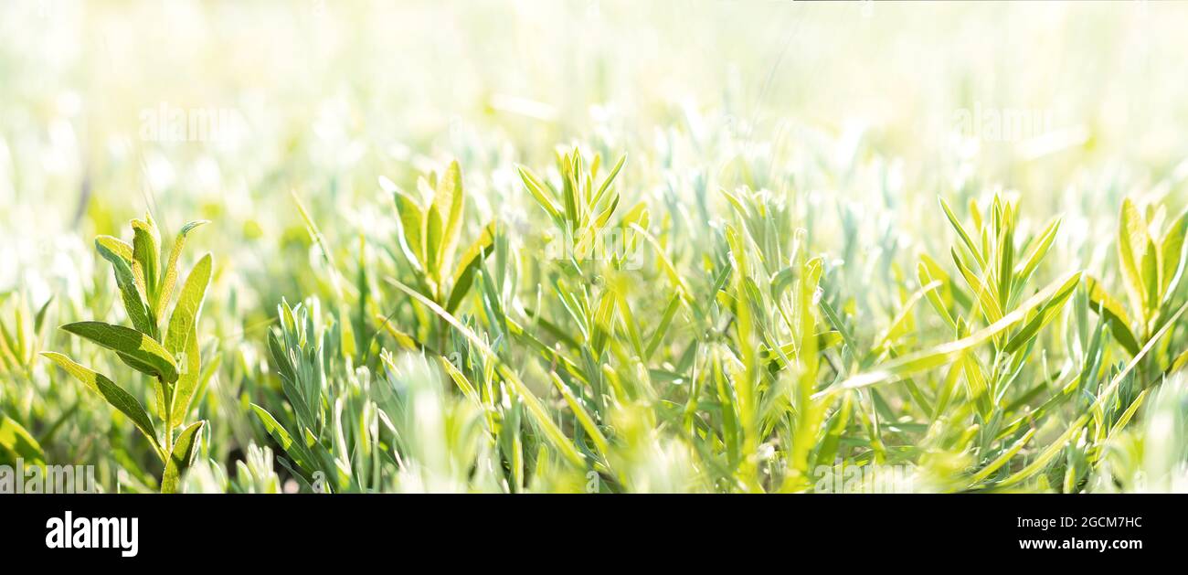 fond d'herbe florale sous forme de bordure Banque D'Images