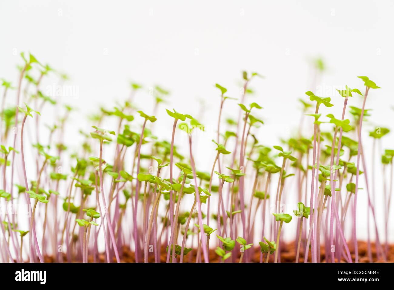 Culture de plantes microvertes pour salade Banque D'Images