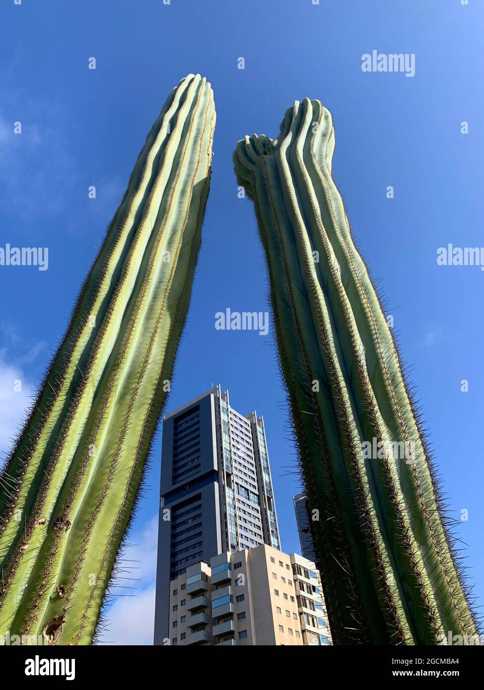 Vue sur les gratte-ciel à travers deux cactus géants, Santa Cruz, Tenerife, les îles Canaries, Espagne Banque D'Images