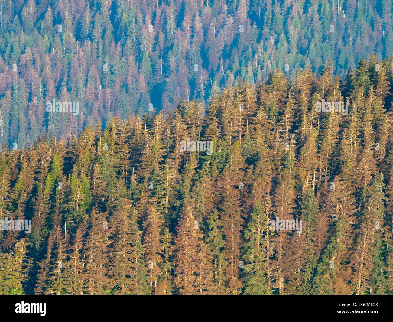 Les Hemlock de l'Ouest meurent des larves de la mouche de la pruche, Neodiprion tsugae, en raison du changement climatique dans la forêt nationale de Tongass, sud-est, Alaska, États-Unis Banque D'Images