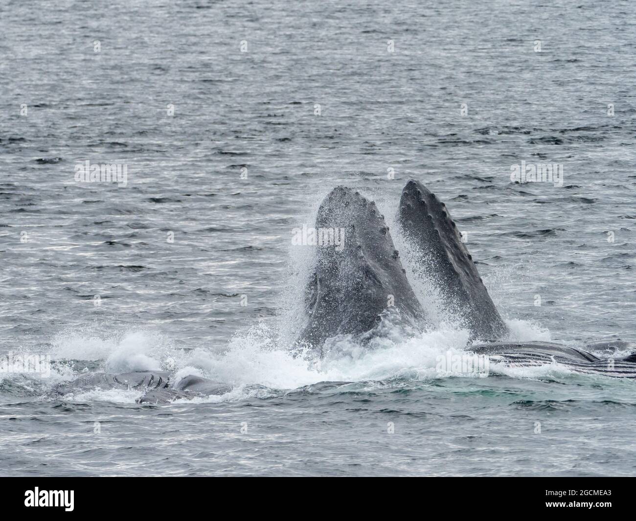 Rorqual à bosse, Megaptera novaeangliae, alimentation en filet à bulles dans le détroit de Peril, dans le sud-est de l'Alaska, aux États-Unis Banque D'Images