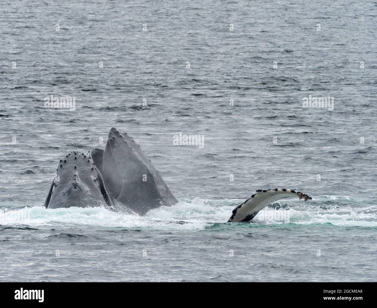 Rorqual à bosse, Megaptera novaeangliae, alimentation en filet à bulles dans le détroit de Peril, dans le sud-est de l'Alaska, aux États-Unis Banque D'Images