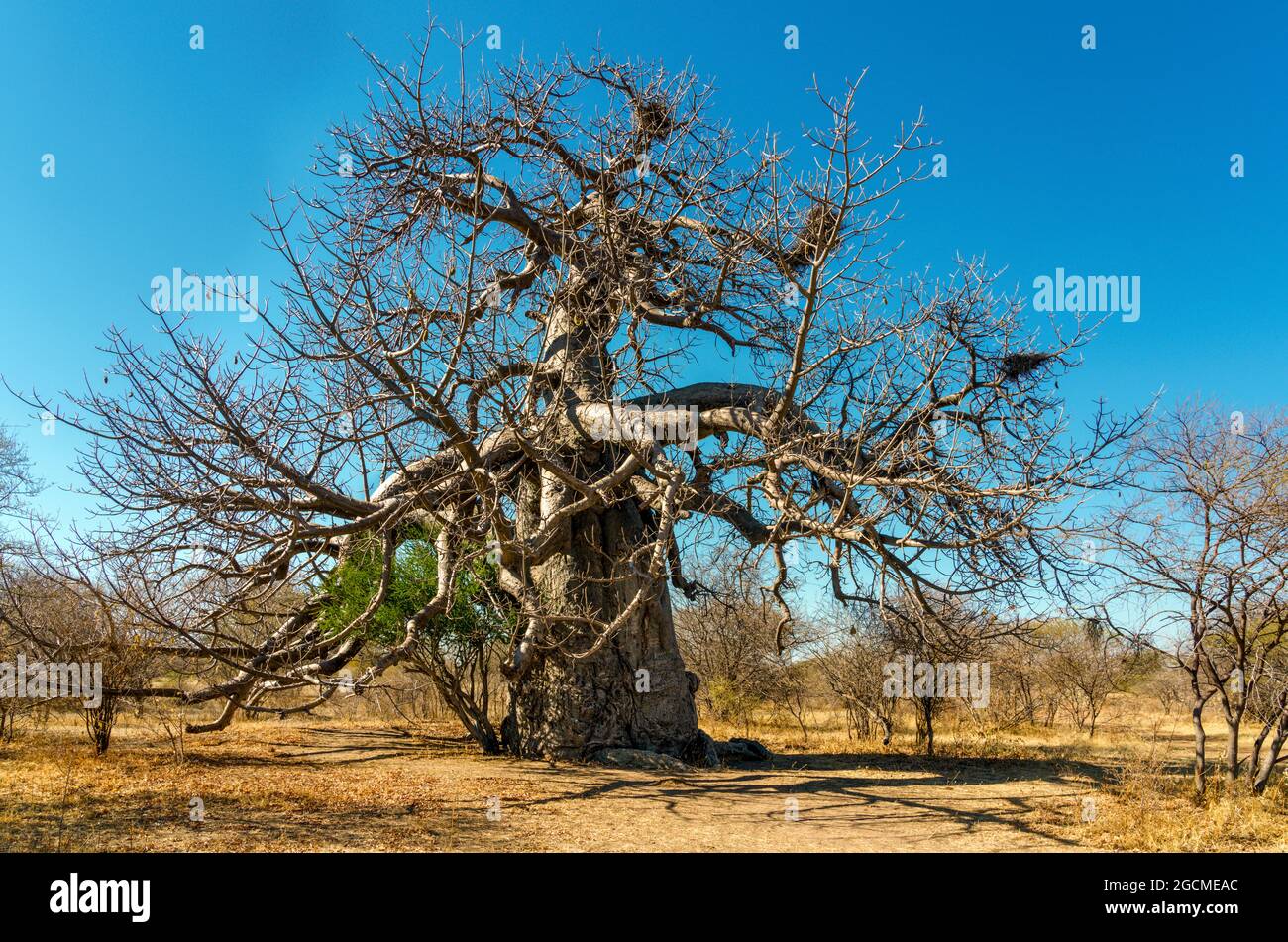 Kalahari Desert Namibie Botswana frontière Afrique Banque D'Images