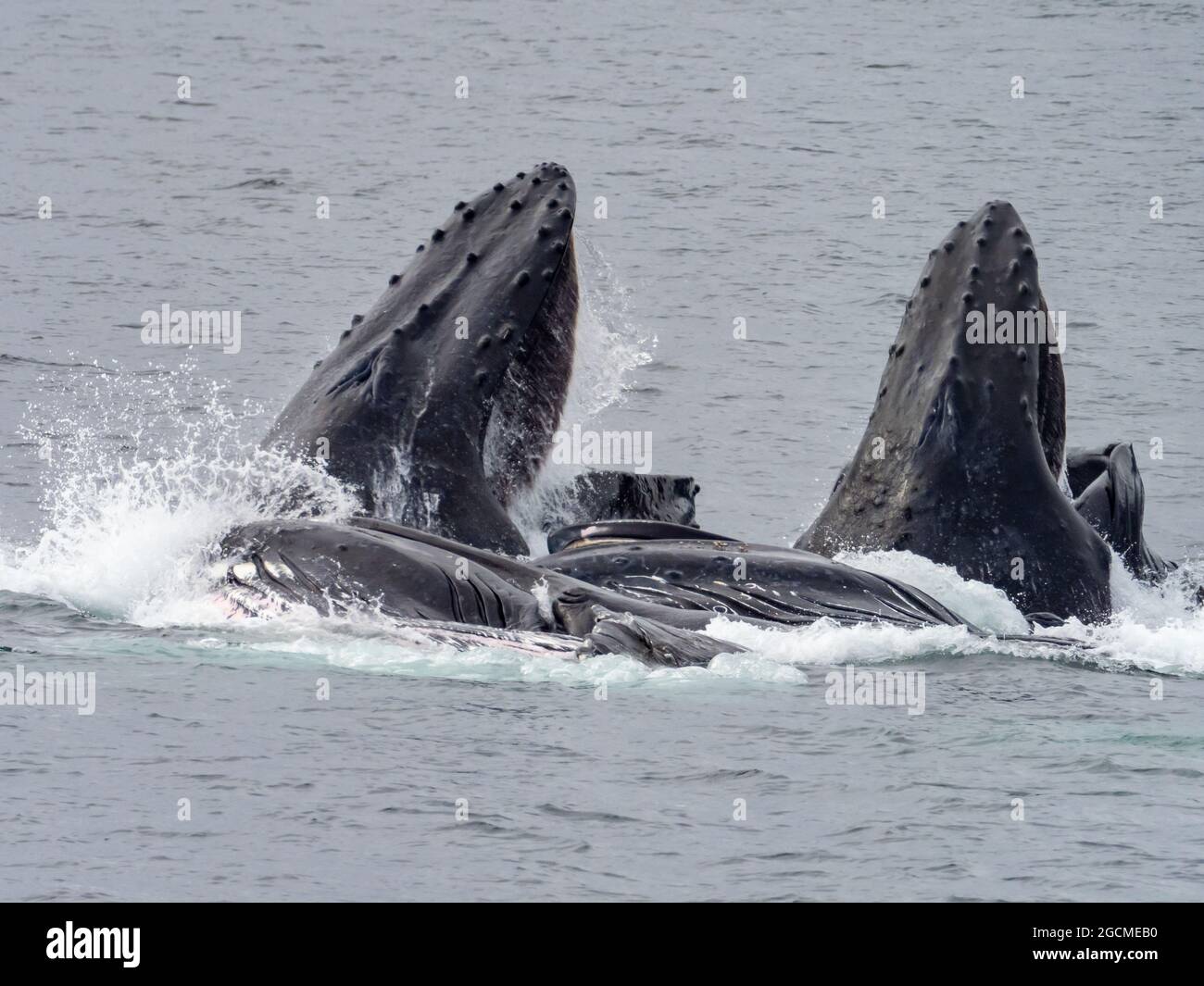 Rorqual à bosse, Megaptera novaeangliae, alimentation en filet à bulles dans le détroit de Peril, dans le sud-est de l'Alaska, aux États-Unis Banque D'Images