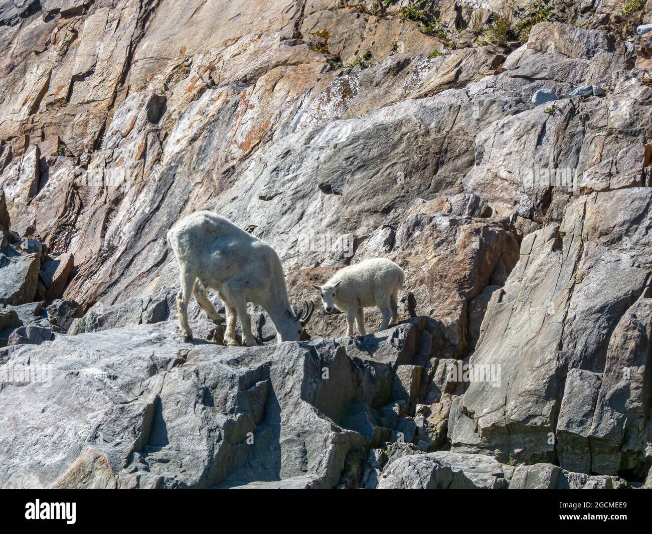 Chèvre de montagne, Oreamnos americanus, à Tracy Arm, forêt nationale de Tongass, sud-est de l'Alaska, ÉTATS-UNIS Banque D'Images